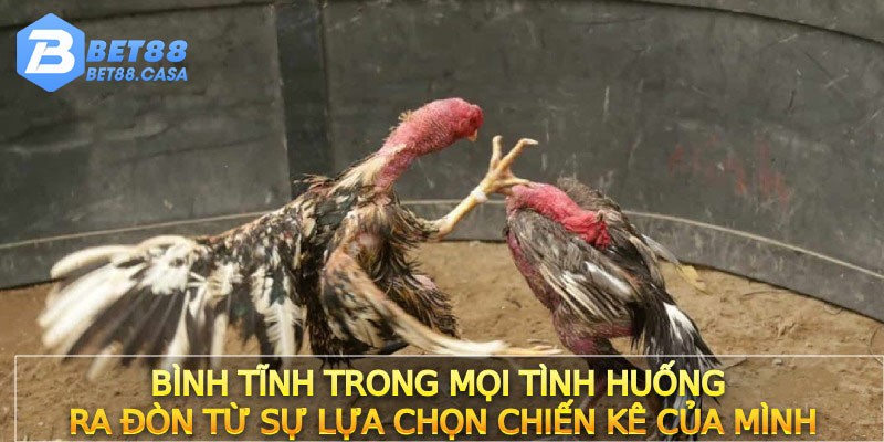 Bình tĩnh trong mọi tình huống ra đòn từ sự lựa chọn chiến kê của mình