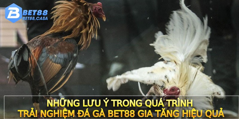 Những lưu ý trong quá trình trải nghiệm Đá gà Bet88 gia tăng hiệu quả