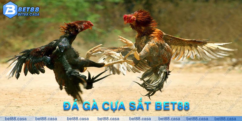 AVT ĐÁ GÀ CỰA SẮT