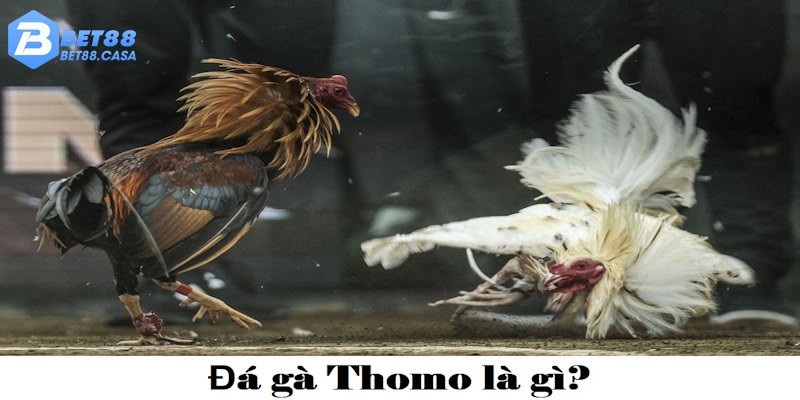 Tìm hiểu về loại hình đá gà Thomo hiện nay