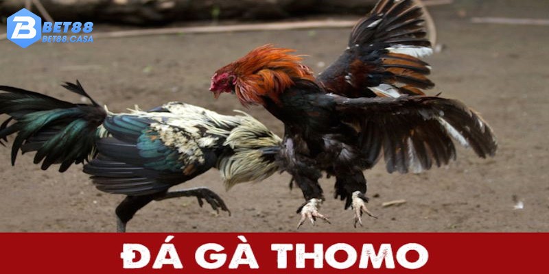 Ưu điểm khi tham gia chơi đấu gà Thomo